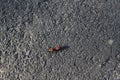 Two red firemen beetles on grey dark asphalt road Royalty Free Stock Photo