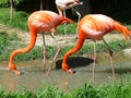 Two red flamingos