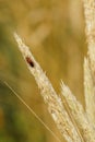 Two red flat bark beetles on grass Royalty Free Stock Photo