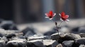 two red flowers growing out of rocks Royalty Free Stock Photo