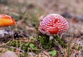 two Red fly agaric Amanita muscaria close up in autumn forest Using mushrooms in alternative and traditional medicine, topic of Royalty Free Stock Photo