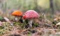 two Red fly agaric Amanita muscaria close up in autumn forest Using mushrooms in alternative and traditional medicine, topic of Royalty Free Stock Photo