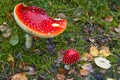 Two red fly agarics with white dots on a green forest lawn Royalty Free Stock Photo