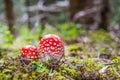 Two red fly amanita in the forest Royalty Free Stock Photo