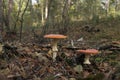 Two Red Fly Amanita Mushrooms in a forest during fall. Royalty Free Stock Photo