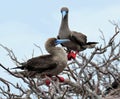 Two red footed boobies in a tree