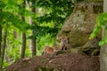 Two red fox cub sitting on the top of a burrow near a rock in the middle of a beech forest Royalty Free Stock Photo