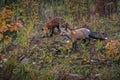 Two Red Fox Vulpes vulpes Stand on Autumn Island