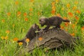 Two Red Fox (Vulpes vulpes) Kits Play Atop Log Royalty Free Stock Photo