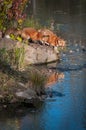 Two Red Fox Vulpes vulpes Lean Out on Rock Autumn Royalty Free Stock Photo