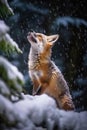 Playful Red Foxes in Canadian Snow