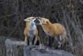 Two red foxes greeting each other in an autumn meadow.