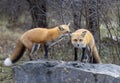 Two red foxes greeting each other in an autumn meadow.