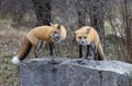 Two red foxes standing on a large rock in an autumn meadow.