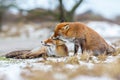 Two red foxes