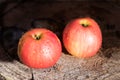 Two red fresh apples on a tree trunk Royalty Free Stock Photo