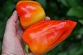 Two red fresh peppers lies in the palm Royalty Free Stock Photo