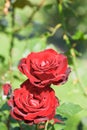 Two red fresh rose flowers close up Royalty Free Stock Photo