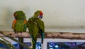 Two red fronted macaw parrots sitting on a branch together and cleaning their feathers, tropical and critically endangered birds Royalty Free Stock Photo