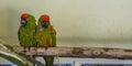 Two red fronted macaw parrots sitting close together on a branch, tropical and critically endangered birds from Bolivia Royalty Free Stock Photo