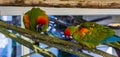 Two red fronted macaw parrots walking over a branch using their beaks, tropical and critically endangered birds from Bolivia Royalty Free Stock Photo