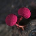 Two red fruit bodies of a slime mold Physarum roseum on blue background.