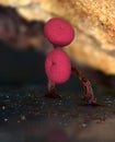 Two red fruit body of a slime mold Physarum roseum