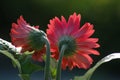 Close up of the backside of red gerbera daisy flowers Royalty Free Stock Photo