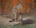 Two red giant kangaroo resting in the shade