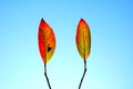 Two red and gold autumn leaves with the silhouette of a fly on a leaf, graphic patterns against a blue sky Royalty Free Stock Photo