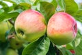 Two red-green apples on a tree in the garden Royalty Free Stock Photo