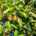 Two red-green pears hanging on a branch Royalty Free Stock Photo