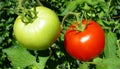 Red and green tomatoes Royalty Free Stock Photo