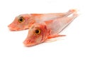 Two red gurnard fish