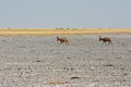 Red hartebeest Alcelaphus caama in the salt pan of the Etosha Nationalpark Royalty Free Stock Photo