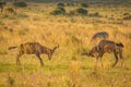 Two Red Hartebeest  Alcelaphus Buselaphus Caama locking horns and fighting on a open plain under a sunset sky, Welgevonden Game Royalty Free Stock Photo