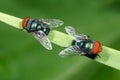 Two red-head flies Royalty Free Stock Photo