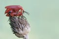 Two red-headed cardinal beetles are foraging in wildflower. Royalty Free Stock Photo