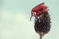 Two red-headed cardinal beetles are foraging in wildflower. Royalty Free Stock Photo