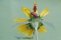 Two red-headed cardinal beetles are foraging in wildflower. Royalty Free Stock Photo