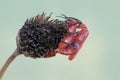 Two red-headed cardinal beetles are foraging in wildflower. Royalty Free Stock Photo