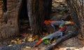 Two red-headed rock agamas playing between leavess