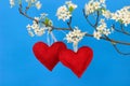 Two red hearts hanging from pear tree branch with blossoms Royalty Free Stock Photo