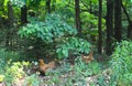 Two Red Hens in the Forest