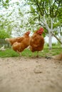 Two red hens stand in the garden under a tree.