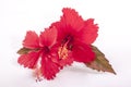 Two Red Hibiscus Flowers with Autumn Colored Leaves