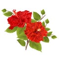 Two red hibiscus hibiscus stem tropical flower on a white background vintage vector