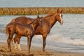 Two red horse looking Royalty Free Stock Photo