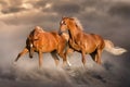 Two red horse run Royalty Free Stock Photo