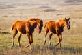 Two red horses gallop across a field of grass.